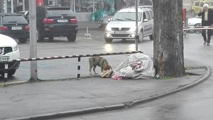 бездомни кучета в Хасково