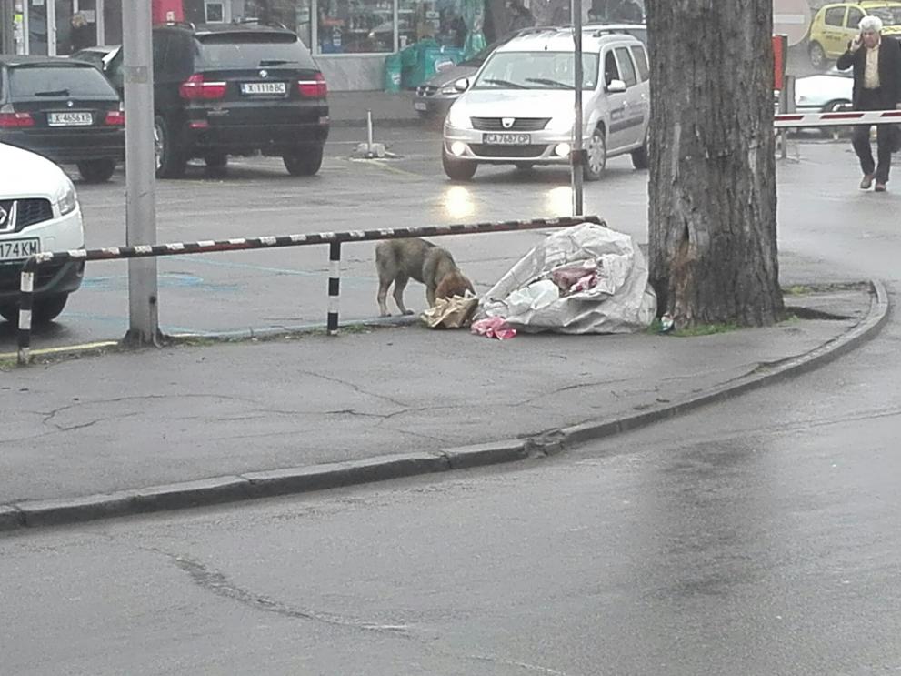 бездомно куче в центъра на Хасково