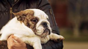 дебело куче