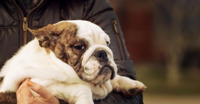 Затлъстелите кучета имат много сходства с хората с наднормено тегло,