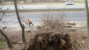 паднало дърво