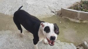 Питбул беше изхвърлен от стопанина си във Варна