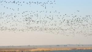 гъски езера Дуранкулак