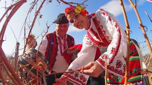 лозе Трифон Зарезан