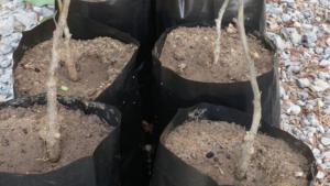 Засаждане на дървета