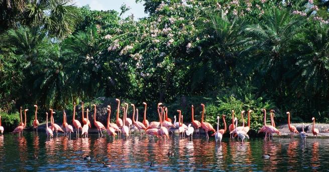 Обичате слънцето плажовете екзотиката и птиците На Бахамите се предлага