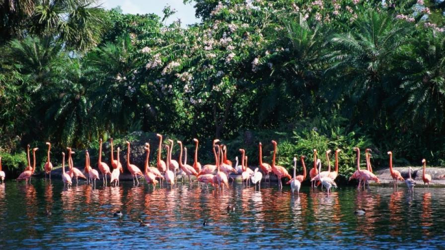 Търси се: гледач на птици фламинго на Бахамите