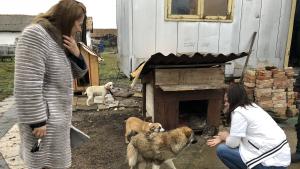 дарение приют кучета