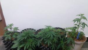 наркооранжерия в палатка