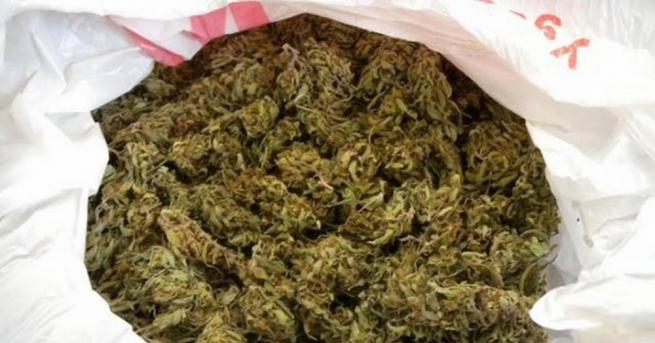 Полски гражданин превозвал над 10 кг марихуана е задържан в