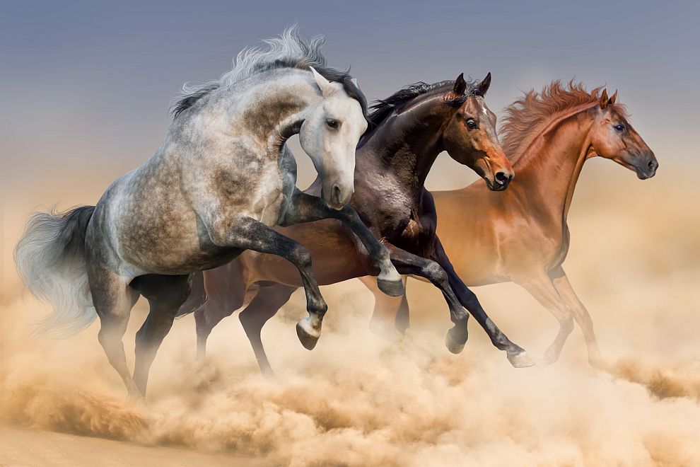 Международни специалисти сравниха геномите на десетки древни и съвременни коне