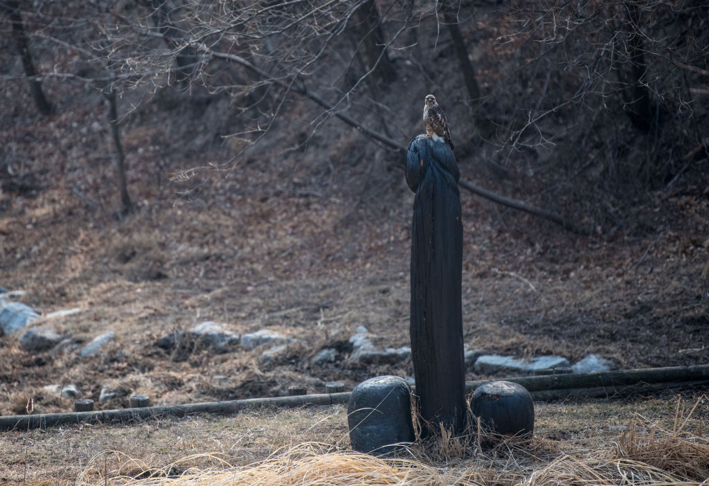 В Южна Корея фалосът си има свое свещено място - Haesindang Park – наричан още „Паркът на пенисите". Паркът се намира на изключително красиво място по източния бряг на Южна Корея, в малък град, наречен Синнам. В него се издигат десетки разнообразни статуи на пениси от масивно дърво, метал, камък.