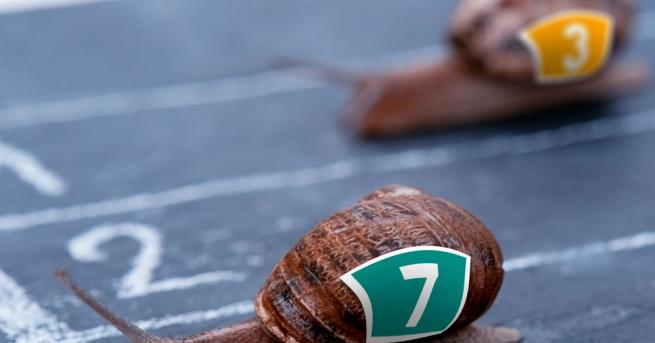 Заведение в Северозападна Великобритания отмени благотворително състезание с охлюви заради