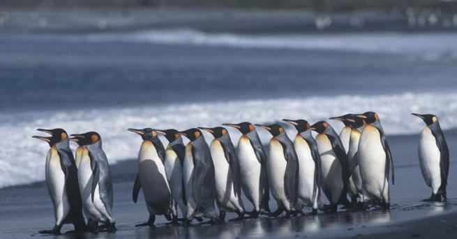 В резултат на климатичните промени кралските пингвини рискуват да умрат
