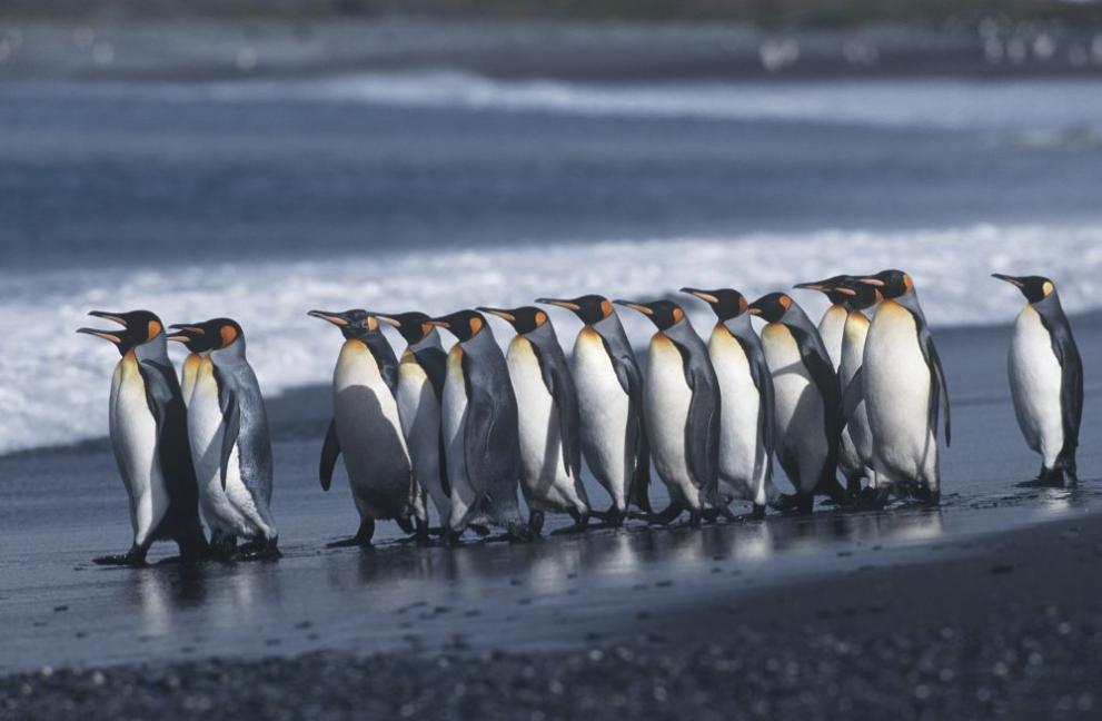 Около 2000 пингвина са умрели по крайбрежието на Източен Уругвай
