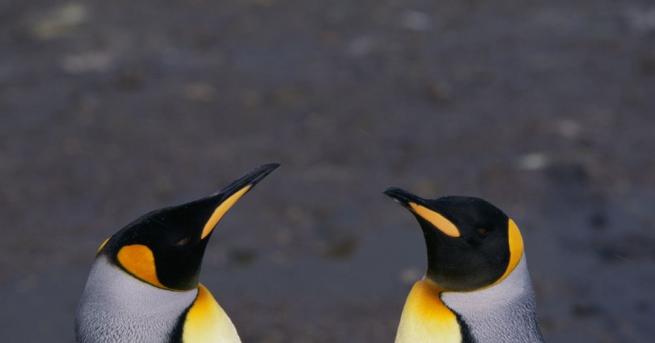 Любопитни императорскипингвини си направиха селфи в Антарктида когато австралийски изследовател
