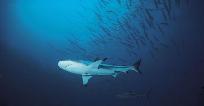 Канадски учени заснеха загадъчните гренландски акули най дълголетните гръбначни на