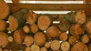 незаконна сеч