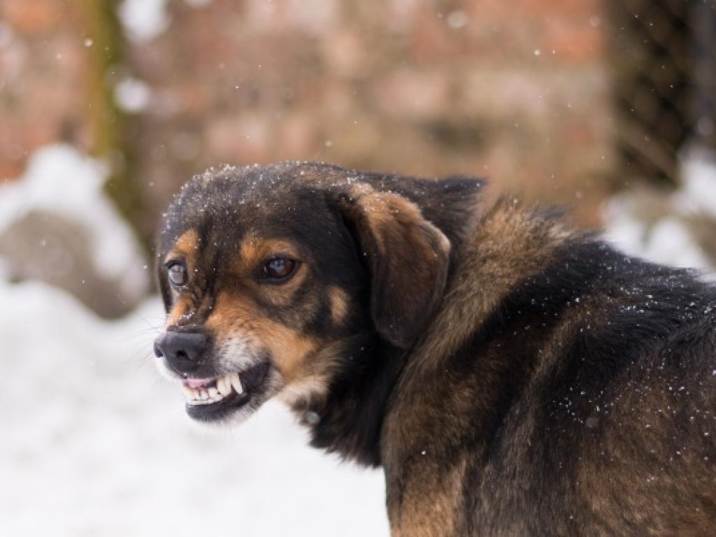 Родители недоволстват заради бездомни кучета във Варна след като 3 годишно