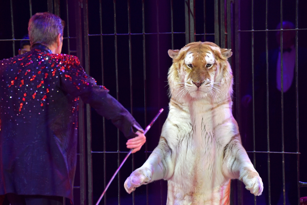 Тези животни вече няма да се изявяват в цирковете в Англия. Страната забранява дресираните четириноги артисти ор т 2020 година.