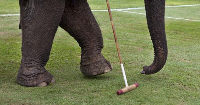 Слонове които играят на поло започнаха участието си в четиридневно