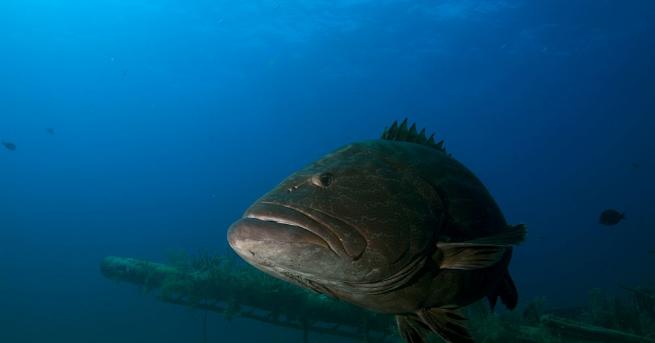 Откриха гигантска риба на плаж в австралийския щат Куинсланд съобщава