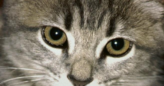 Котка в САЩ беше провъзгласена за герой, след като спаси