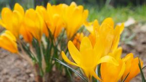 Първите минзухари разцъфнаха в морската градина на Варна