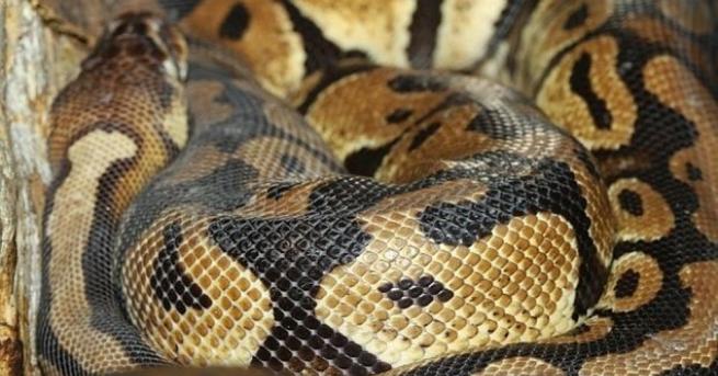 Страхът от змии е сред най-разпространените фобии. Но много хора