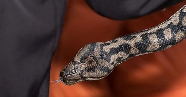 Служител на полицията в Индонезия е използвал змия като помощник