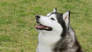 Куче участвало в състезанието за кучешки впрягове Идитарод в Аляска
