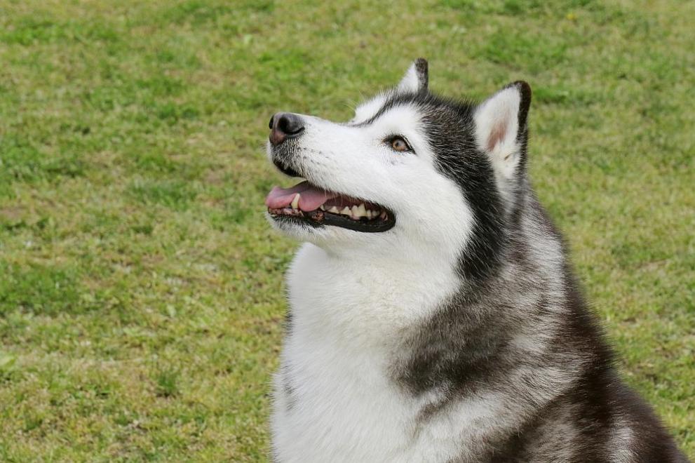 Куче, участвало в състезанието за кучешки впрягове Идитарод“ в Аляска,