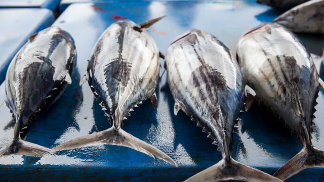 В Япония продадоха на търг най-голямата риба тон