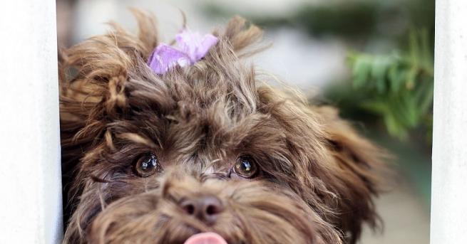 Снимка на куче с човешко лице въодушеви потребителите на социалните