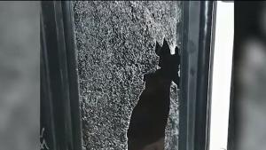 вандали автобус