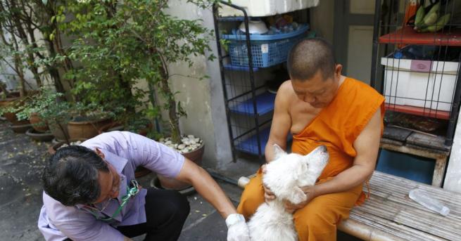 Будистки монаси се включиха във ваксинирането на кучета и котки