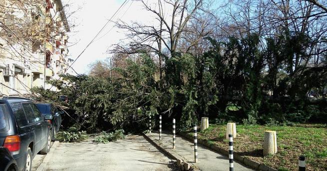 Дърво падна в столичния парк Заимов в събота следобед съобщиха