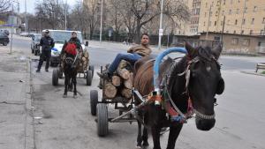 Хасково бракониери дърва