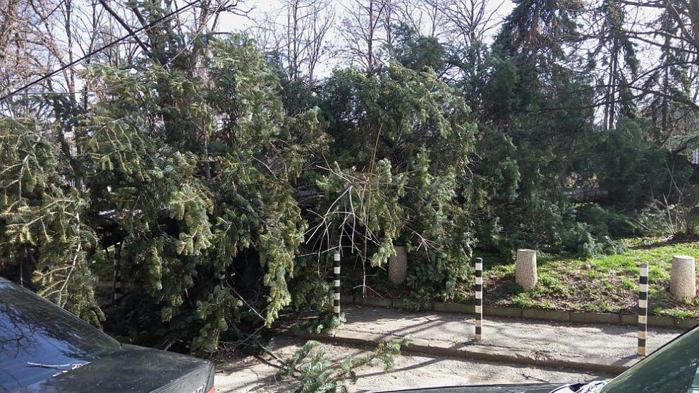Дърво падна вчера следобед в парка "Заимов" в столицата
