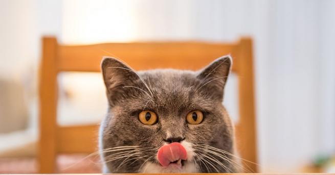 Специалисти по поведение на животните изясниха защо котките изплезват езичетата
