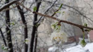 първа пролет
