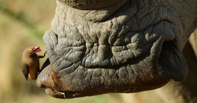 Последният мъжки северен бял носорог почина на възраст 45 г