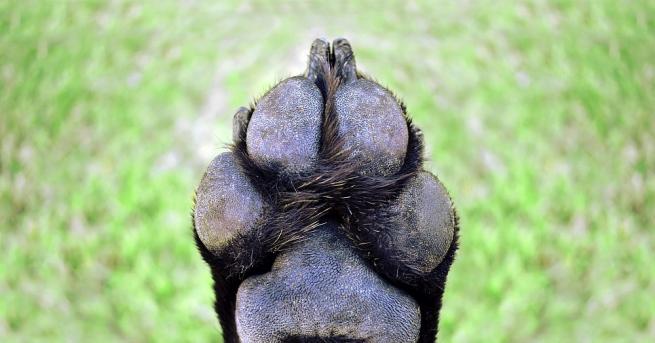 Куче на девет месеца от породата американски молос тежи повече