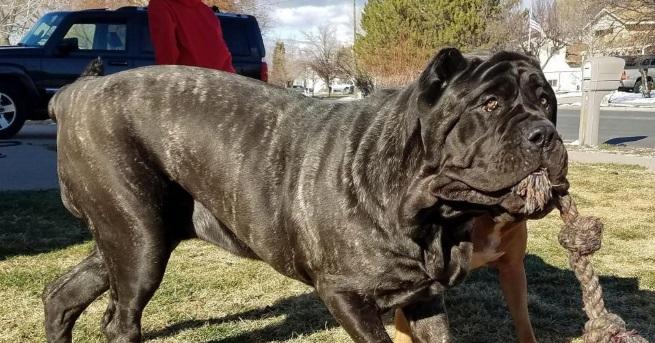 Куче на девет месеца от породата американски молос тежи повече от 80 кг а е едва