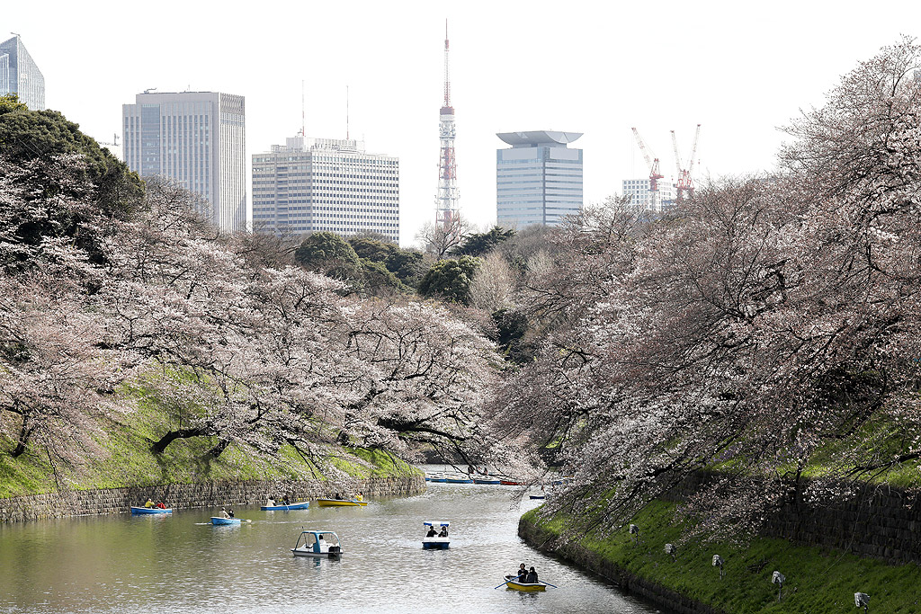 Разходка с лодка сред цъфналите черешови дръвчета в парк в японската столица Токио.