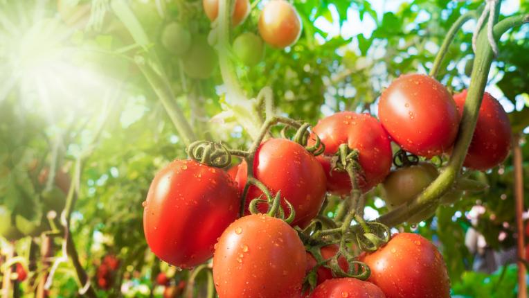 5 любопитни факта за доматите