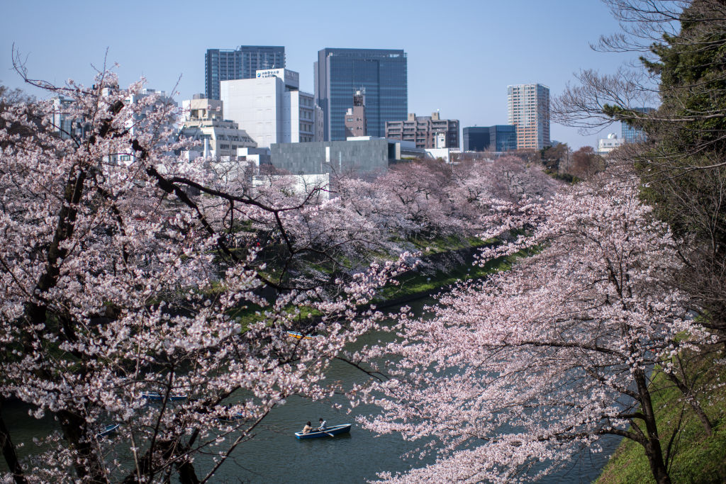 Вишните в Токио разцъфнаха напълно и японците масово се стекоха в популярните градини да се порадват на морето от розови и бели цветове