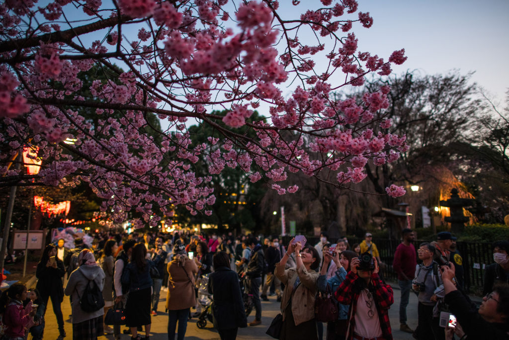 Сакура цветет дней. Ханами в Японии. Фестиваль цветения Сакуры в Японии. Праздник цветения вишни Сакуры в Японии. Парк Уэно Сакура.