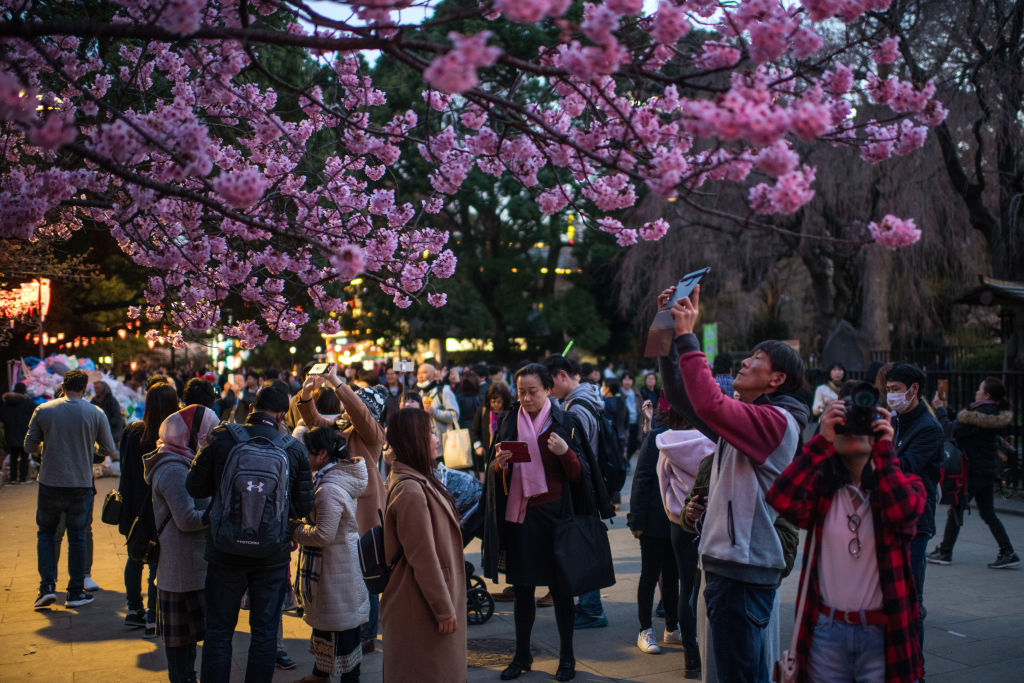 Вишните в Токио разцъфнаха напълно и японците масово се стекоха в популярните градини да се порадват на морето от розови и бели цветове