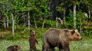 Мечка мечета